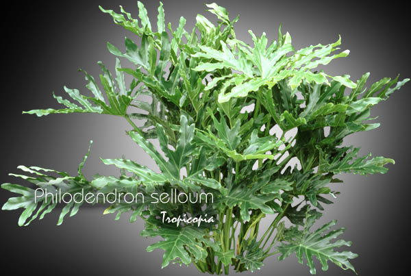 Philodendron - Philodendron selloum - Philodendron arborescent - Lacy tree-philodendron